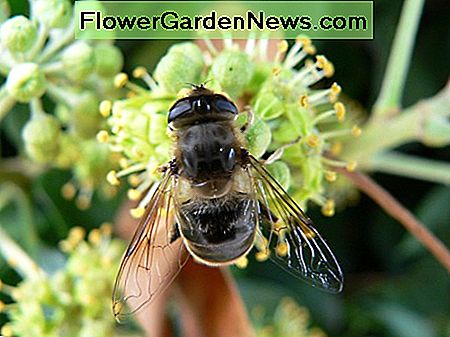 Ein Insekt, das auf englischen Efeu Nektar einzieht An insect feeding on English ivy nectar