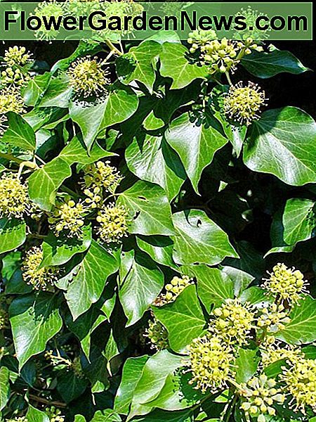 Englische Efeublumen English ivy flowers