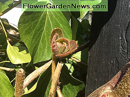 Eine Knospe eines englischen Efeublattes A bud of an English ivy leaf
