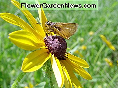 Ein Delaware-Kapitänschmetterling auf einer schwarzäugigen Susan-Blume A Delaware skipper butterfly on a black-eyed Susan flower