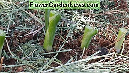 Die Zwiebelstengel fest in den Boden eingraben. Stellen Sie sicher, dass die Wurzeln bedeckt sind. Bury the onion stems firmly into the soil. Make sure the roots are covered.