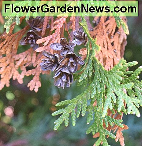 Skalaformet løv af nåletræ Arborvitae med små kegler, klar til at falde nogle gamle brune blade. Scale-like foliage of conifer Arborvitae with small cones, ready to drop some old brown leaves.