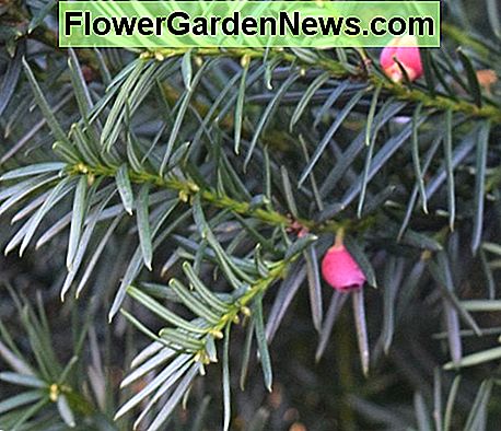 Nålagtige blade af nåletræ Taxi med bær Needle-like foliage of conifer Taxis with berries