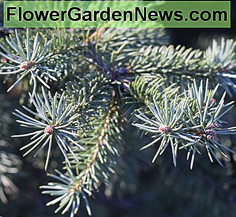 Nålagtige blade af nåletrægrønne. Needle-like foliage of the conifer Blue Spruce.