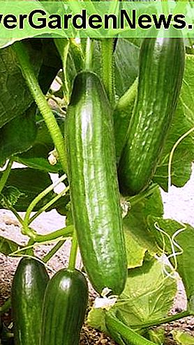 Holen Sie sich eine reiche Ernte von Gurken: Hand bestÀuben. Get a bountiful crop of cucumbers: hand-pollinate.