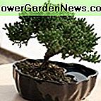 Zen-Reflexionen Wacholderbusch-Bonsai
