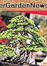 Indoor Bonsai für Anfänger: Auswahl - Pflege - Training