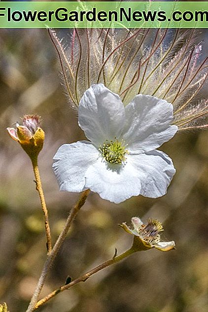 Die Apache-Plume blüht in ihrer schönsten Form. Dies ist eine immer blühende Blume, die fünf auffällige weiße Blütenblätter hat. The Apache plume flowering at its most beautiful best. This is an ever-blooming flower that has five showy white petals.