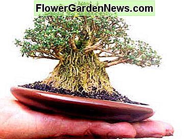 Mame Bonsai Banyan Mame Bonsai Banyan