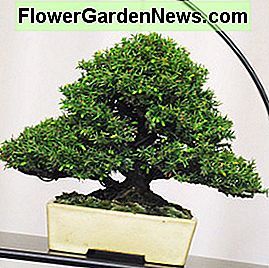 Cryptomeria japonica Cryptomeria japonica