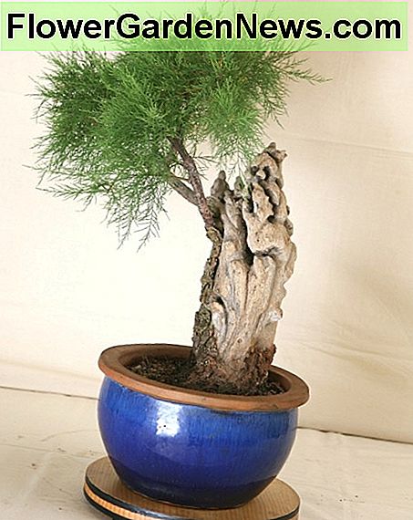 Tamariske Tamarisk