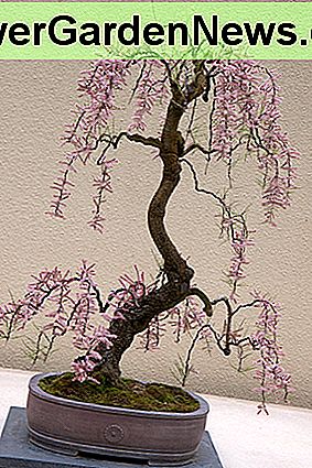 Tamarix Juniperina Tamarix juniperina