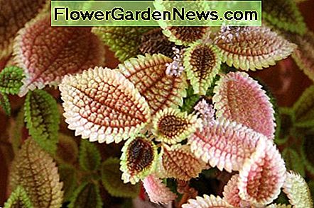 Pilea Mollis Pilea mollis