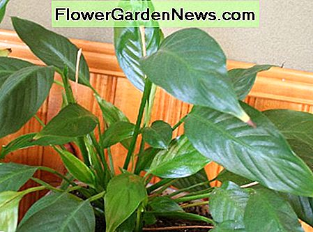 Spathiphyllum oder Spathiphyllum or