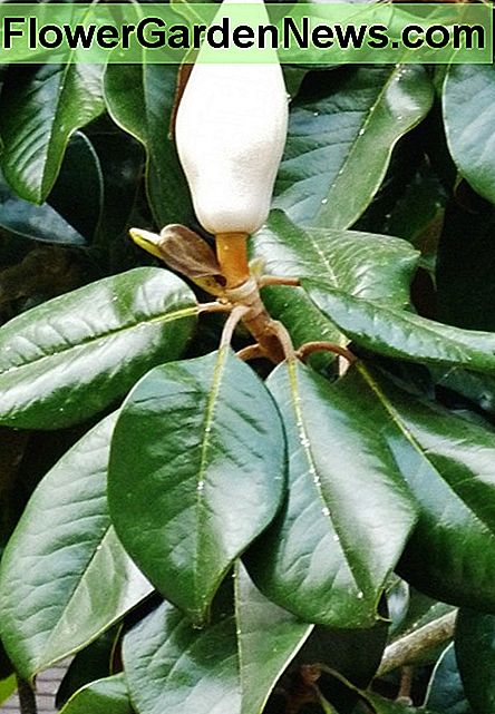 Südliche Magnolienblüte in der Knospenform Southern Magnolia blossom in bud form
