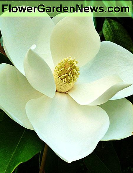 Südliche Magnolienblüte Southern magnolia blossom