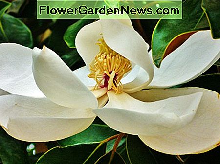 Magnolienblüte Magnolia Blossom