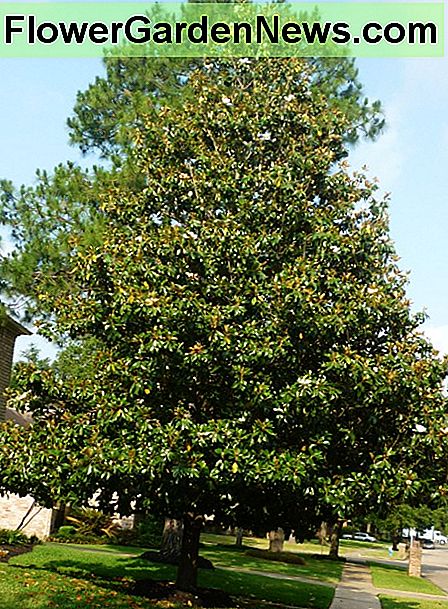 Südlicher Magnolienbaum in unserer Unterteilung Southern Magnolia tree in our subdivision