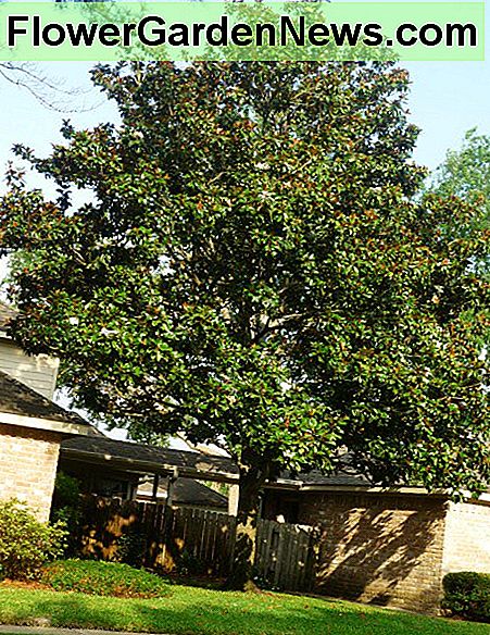 Südlicher Magnolienbaum getrimmt vom Boden. Southern Magnolia tree trimmed up from the ground.