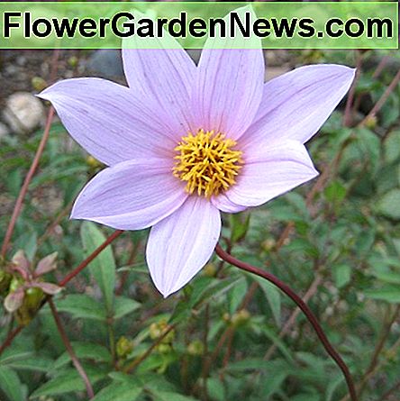 Dahlia ist eine sehr schöne Herbstblume. Dahlia is a very beautiful fall flower.