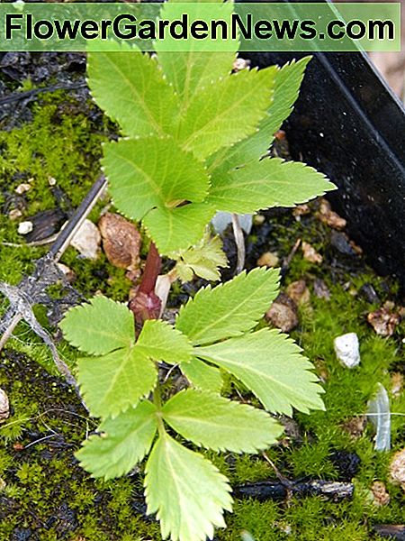 Angelica Juvenile Angelica Juvenile