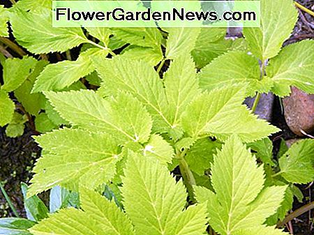 Angelica frunze Angelica leaves