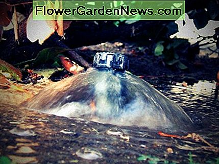 Bubbler Heads werden hauptsächlich für Bäume verwendet, besonders dort, wo Abfluss ein Problem darstellt. Sie sollten in einen Trog gelegt werden, der um den Baum gegraben wird, wobei der Baum auf einer kleinen Erhebung in der Mitte steht, so dass seine Basis nicht nass wird, während das Wasser in den Boden sickert. Bubbler Heads are used mainly for trees, especially where runoff is a concern. They should be placed in a trough dug around the tree, with the tree on a little rise in the middle so its base doesn't get wet while the water soaks into the soil.