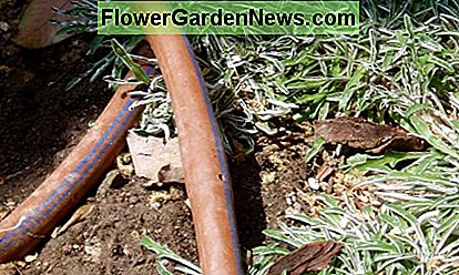 Dieser Einweichen-Schlauch wird verwendet, um einen Teil der Bodenabdeckung zu bewässern, der einige dürre-tolerante Blütenpflanzen umgibt. Beachten Sie das Loch im mittleren Schlauch. This soaker hose is being used to water a patch of ground cover surrounding a few drought tolerant flowering plants. Notice the hole in the center hose.