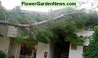 Das erste abgebrochene Glied fiel auf mein Eigentumswohnungsdach. Der zweite auf der anderen Seite des Baumes fiel auf den Rasen und nahm den halben Stamm mit. The first limb that broke off fell on top of my condo roof. The second one on the other side of the tree fell on the lawn, taking half the trunk with it.
