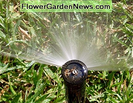 Hier ist eine Sprühkopfdüse aus der Nähe. Diese Düse befindet sich an der Seite des Rasens und hat einen Bogen von 180 Grad. Here's a spray head nozzle up close. This nozzle is located on the side of the lawn and has a 180 degree arc.