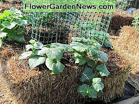 Strohballen Gartenarbeit. Straw bale gardening.