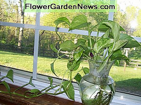 Pothos (Devil's Ivy) vÀxer i vatten i en glasvase Pothos (Devil's Ivy) growing in water in a glass vase
