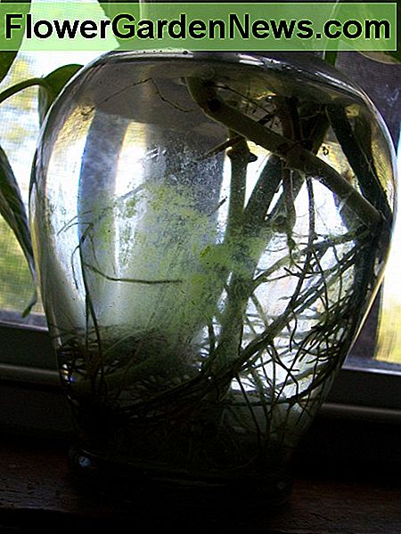 Alger kan vÀxa pÄ sidorna av behÄllare nÀr vÀxter vÀxer hydroponiskt och kan minska vÀxternas tillgÄng till upplösta nÀringsÀmnen Algae can grow upon the sides of containers when growing plants hydroponically and can reduce the plants' access to dissolved nutrients