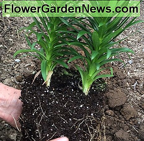 Deux tiges de plantes allant dans la motte. Two plant stems going into the root ball.