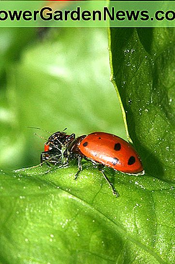 Keptuvės, skirtos pietums apelsinai. Ladybugs sharing an aphid for lunch.