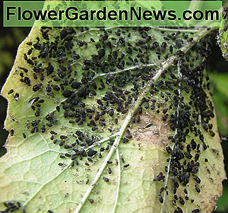 Ypač sunki juodųjų kanapių infekcija Extremely heavy infestation of black aphids