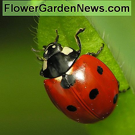 Jei sode patiria plunksnų, šis mažas berniukas turi būti jūsų naujas geriausias draugas. If you are plagued with aphids in your garden, this little ladybug should be your new best friend.