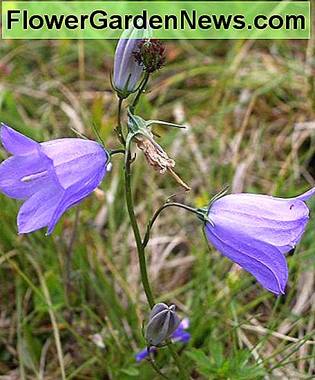 Scottish Bluebell auch bekannt als Campanula Rotundifolia Scottish Bluebell also known as Campanula Rotundifolia
