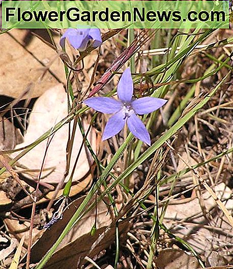 Diese bezaubernde Blume hat eine andere Form und ist ein schönes blasses Blau. This charming flower has a different shape and is a lovely pale blue.