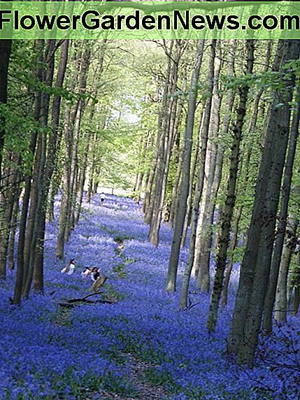 Bild: Bluebell Woods Image: Bluebell Woods