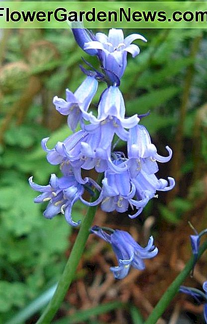 Hellblaue Glocken öffnen sich wie zur Begrüßung der Feen. Pale blue bells open as if to greet the fairies.