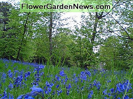 Bluebells Teppich der im Waldboden am Wanstead Park. Bluebells carpet the in forest floor at Wanstead Park.