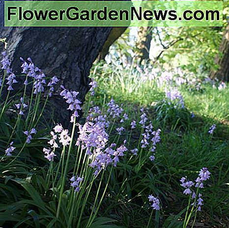 Glockenblumen, die in einer schattigen Höhle wachsen. Bluebells growing in a shady hollow.