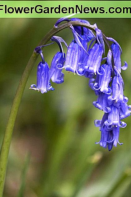 Hyacinthoides Nicht-Scripta Hyacinthoides Non-Scripta