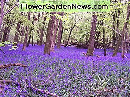 Bluebells in Bigsweir Holz Bluebells in Bigsweir Wood