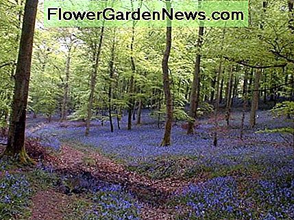 Bild: Bluebells in der Nähe von Wenchford Image: Bluebells near Wenchford