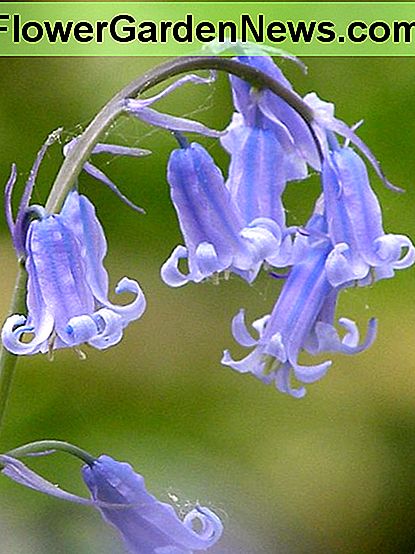 Gemeinsame Bluebell ist alles andere als Common bluebell is anything but