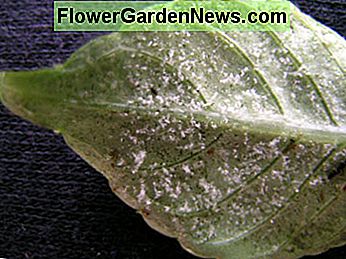 Zachte meeldauw op impatiensblad Downy Mildew on impatiens leaf