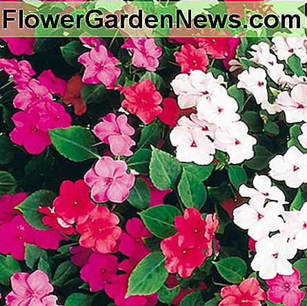 Impatiens 'walleriana' Impatiens 'walleriana'