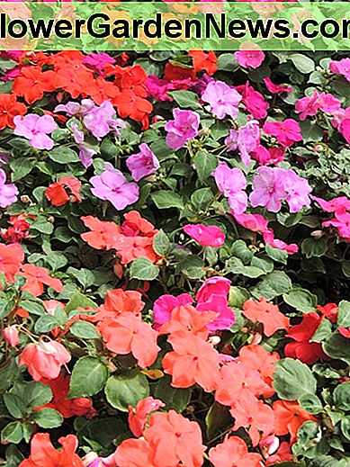 Water impatiens als dat nodig is Water impatiens as needed